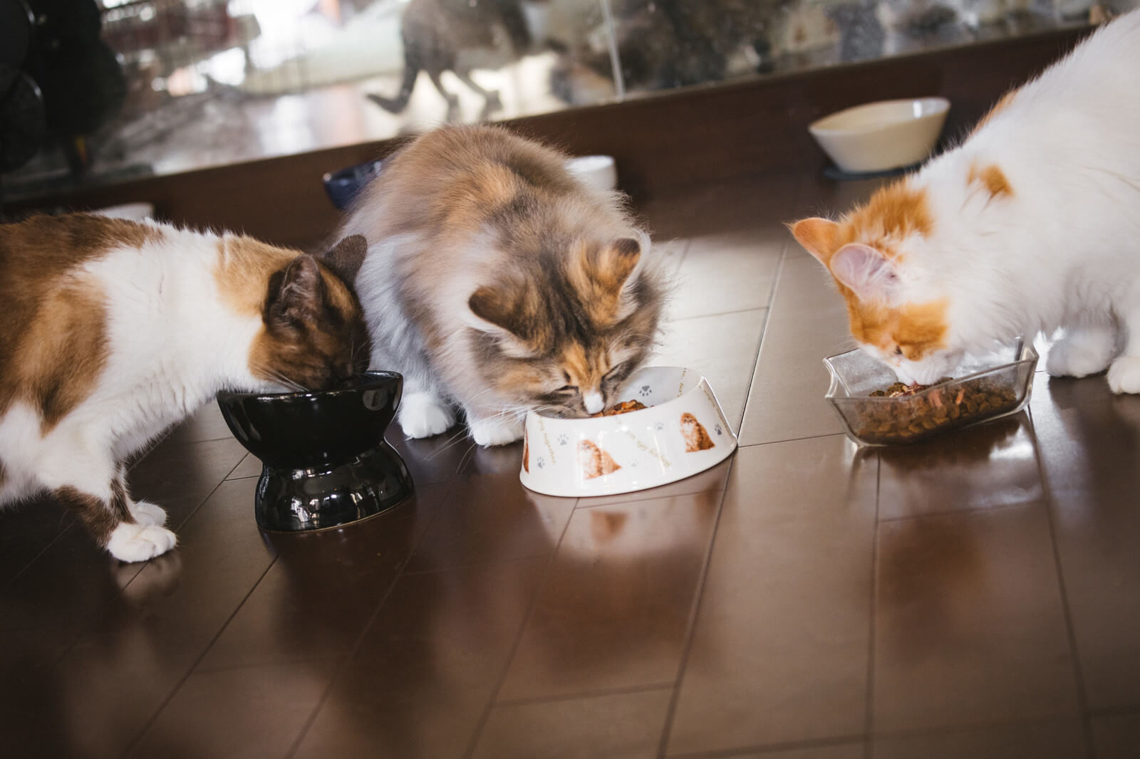 餌を食べる3匹の猫