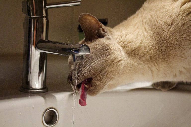 新鮮な水はNG？ 猫が水を飲まないときに効果があった意外な対処法 ねこ飼いDAYS